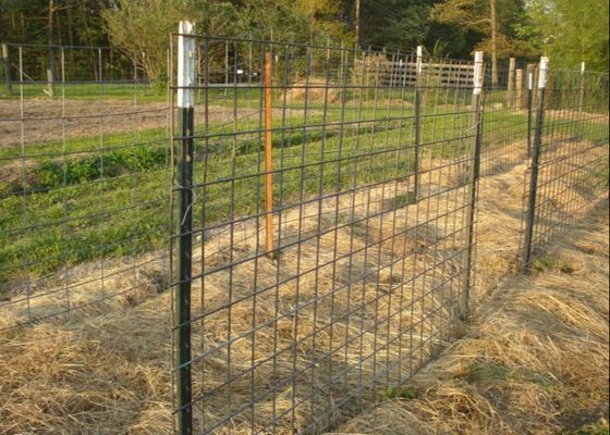 Pvc покрыл стальной обитый столб t для загородки сада
